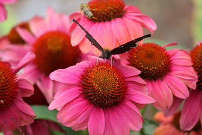 Close-up of pink flowers