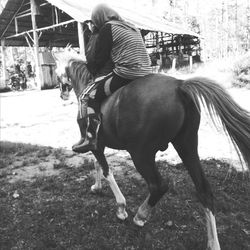 Full length of horse sitting in ranch