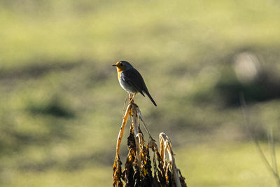 Close-up of bird perching on branch