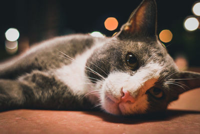 Close-up portrait of a cat