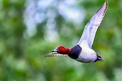 Close-up of bird flying