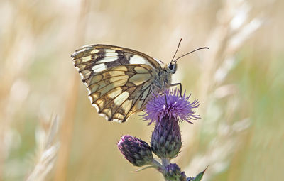 Close-up of butterfly pollinating on purple flower