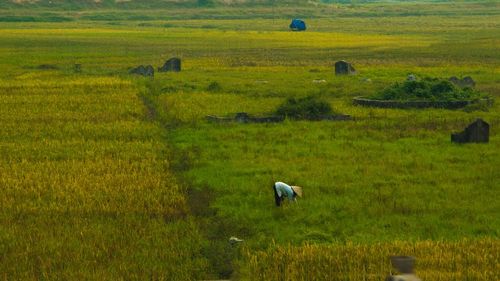 Sheep on field