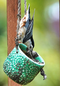Nuthatch dives down into a cup of bird seed