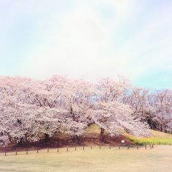 Cherry blossom trees on field against sky