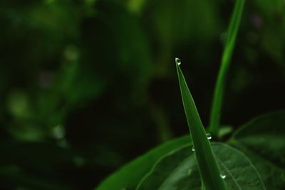 Close-up of wet plant