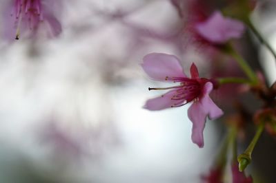 Close-up of pink flowers