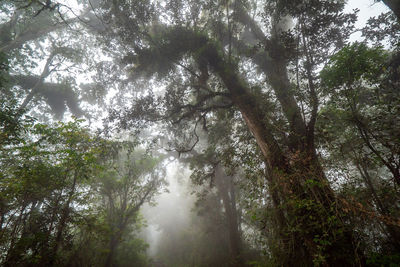 Low angle view of sunlight streaming through trees in forest