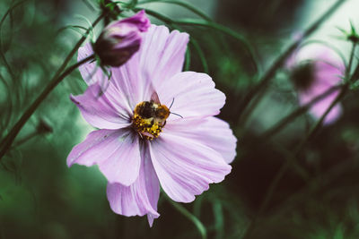 Close-up of bee on purple flower