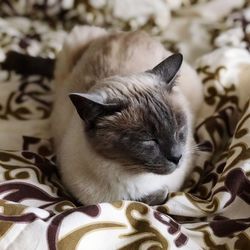 Close-up of cat on bed at home