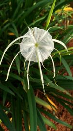 Close-up of white flower blooming in field