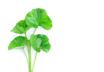 Close-up of fresh green leaf against white background