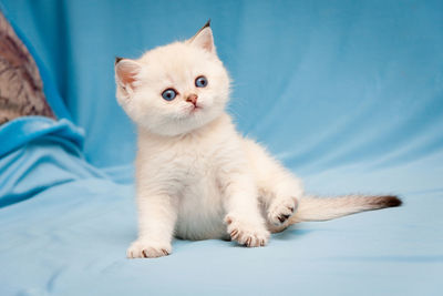 Little cute british kitten color point color with blue eyes