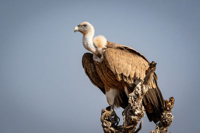 Low angle view of eagle perching on branch against sky