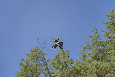 Low angle view of bird flying against the sky