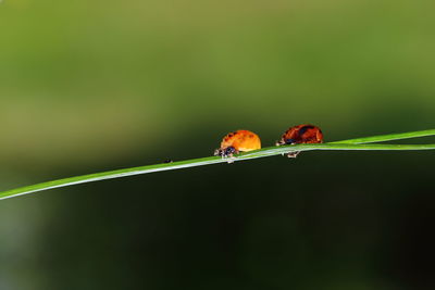 Close-up of hatched ladybird on leaf