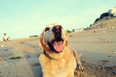 Close-up of dog on beach against sky