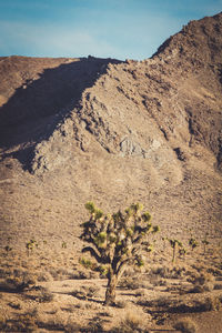 Plant growing against mountain at desert