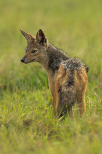 Black-backed jackal stands turning head in grass