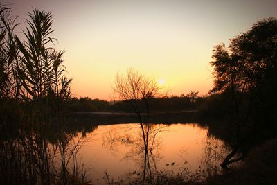 Silhouette of trees at sunset