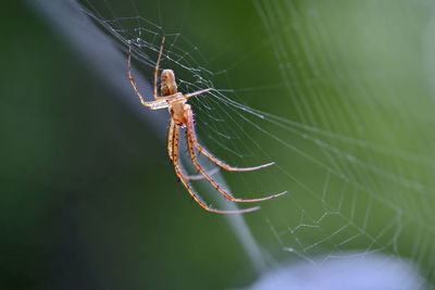 Close-up of spider on web