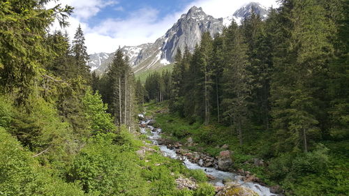 Scenic view of trees in forest against sky