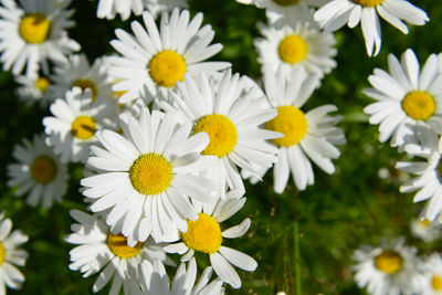 Close-up of white daisy flowers