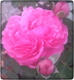 Close-up of pink roses blooming outdoors