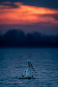 Close-up of pelican