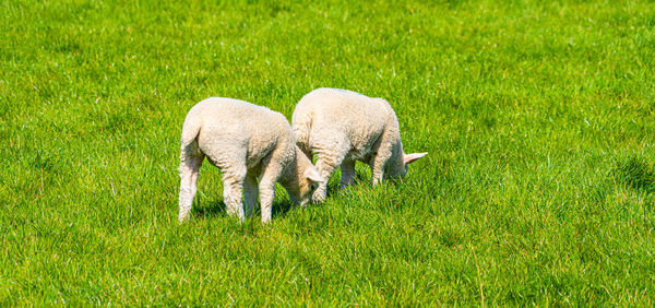 Lamb lambs grazing in a field