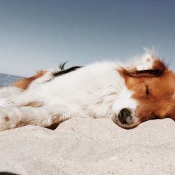 Close-up of dog sleeping on sand at beach against sky