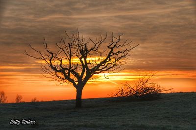 Bare tree on landscape against sky at sunset