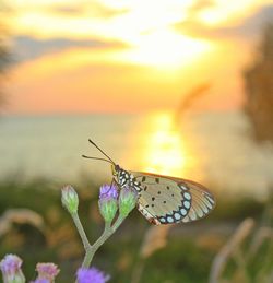 Close-up of butterfly perching on flower