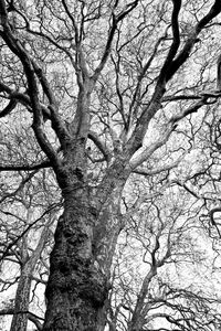 Low angle view of bare tree against sky