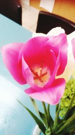 Close-up of pink flowers