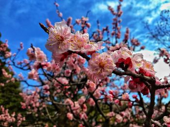 Close-up of cherry blossoms in spring