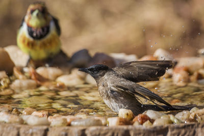 Close-up of birds eating fruit