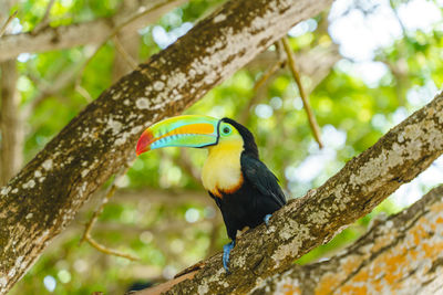 Low angle view of bird perching on tree