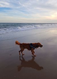 View of dog on beach