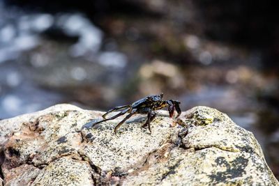 Close-up of insect on rock
