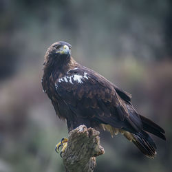 Close-up of bird perching on branch