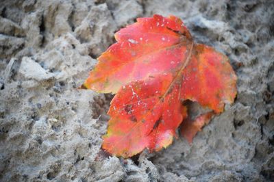 Close-up of red leaves on field during autumn