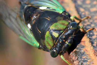 Close-up of insect on leaf