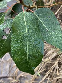 High angle view of leaf on field