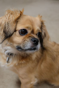 Close-up portrait of dog siting on carpet