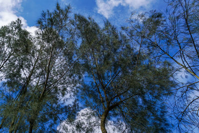 Low angle view of trees against sky