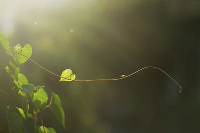 Close-up of fresh green plant