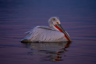 Pelican on a lake