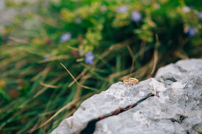 Close-up of butterfly on rock