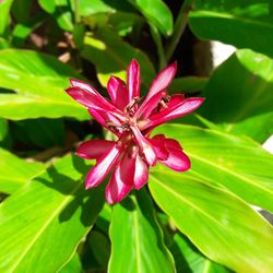 Close-up of pink flower